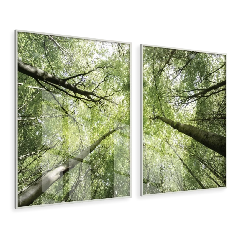 Duo - Dança Das Árvores - Imagem 3