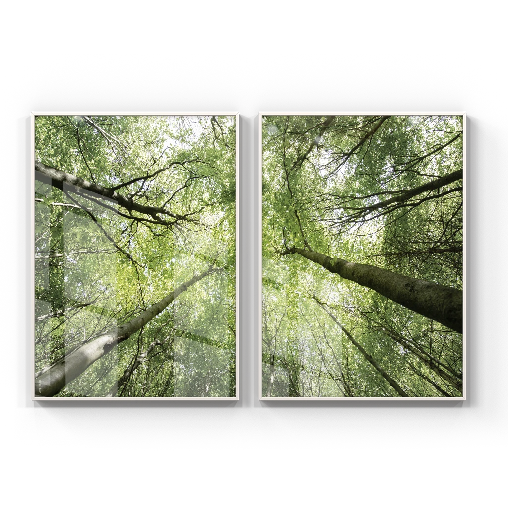 Duo - Dança Das Árvores